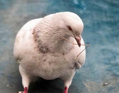 Nqaij Pigeon Kev Lag Luam yog ib qho ntawm kev lag luam me nyuam tshwj xeeb